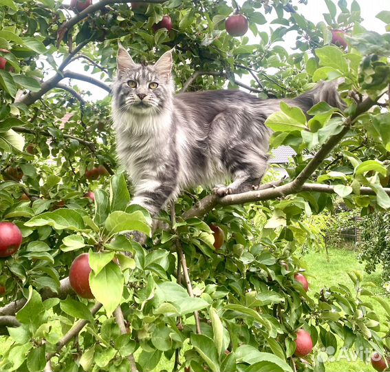 Те самые Котята мейн-кун продажа