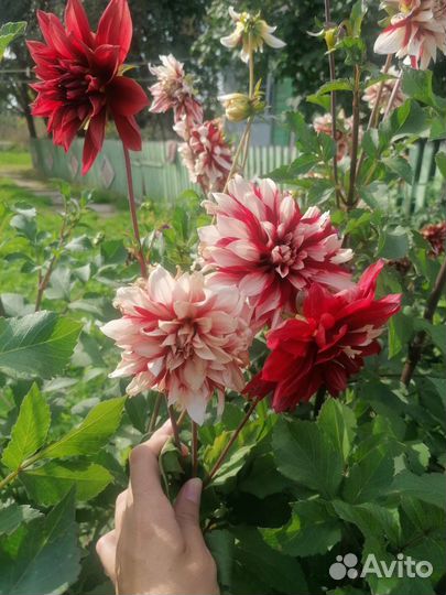 Георгины клубни