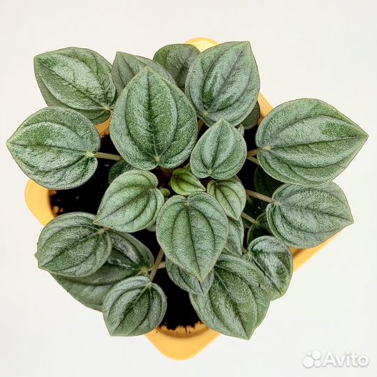 Пеперомия Наполи Найт