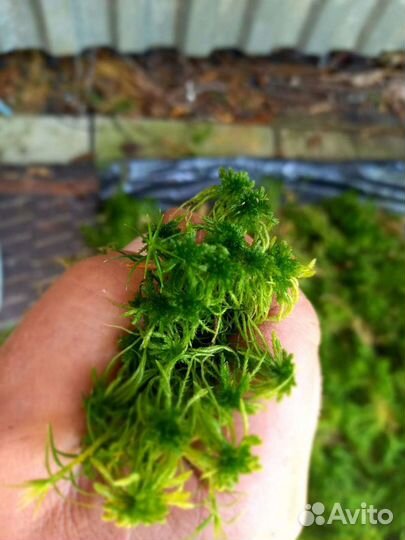 Мох сфагнум живой