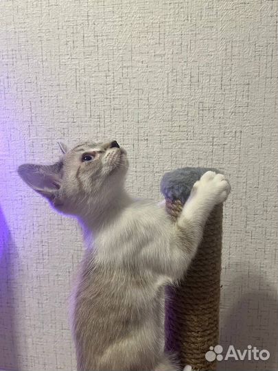 Котенок (мальчик)