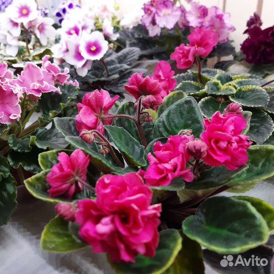 Выставка фиалок