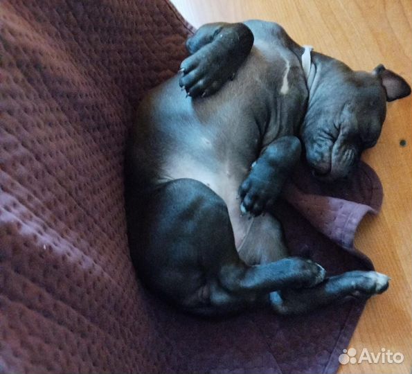 Щенок питбуль