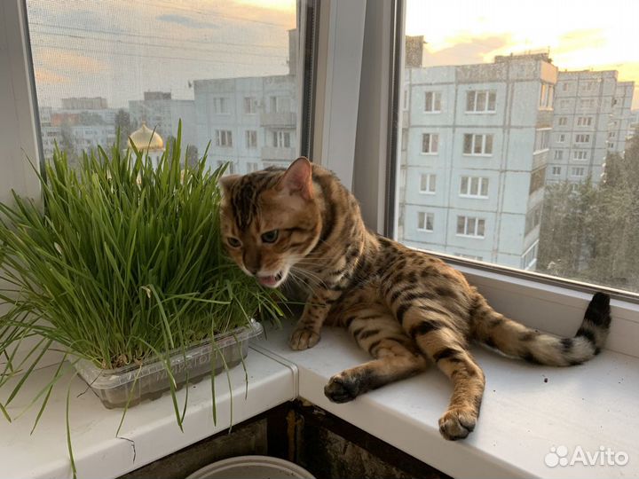 Бенгальский кот вязка