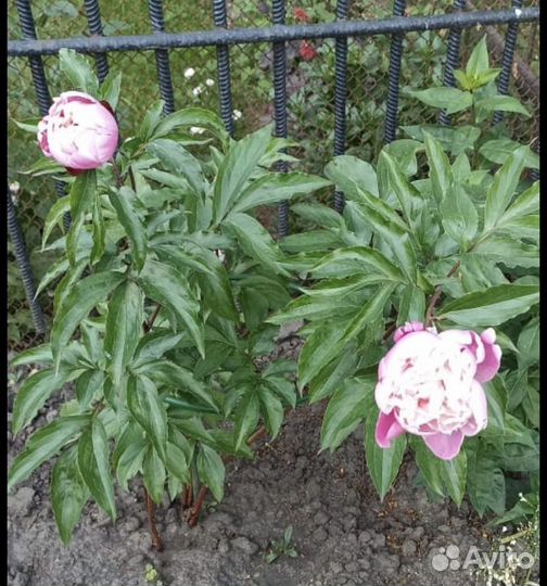 Пионы корень