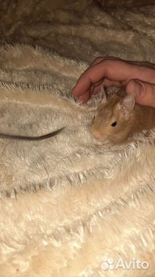 Чилийская белка дегу