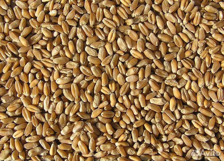 Пшеница фуражная