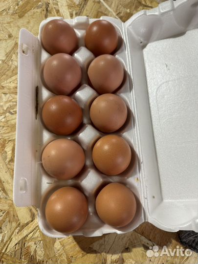 Домашние куриные яйца