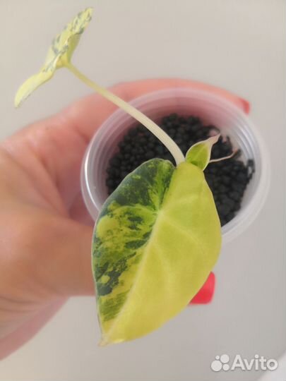 Алоказия Блек вельвет Голд