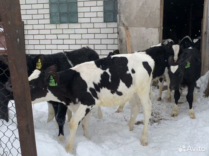 Бычки телята