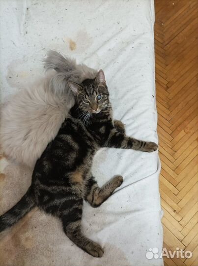 Котёнок - подросток. Оскар. В добрые руки