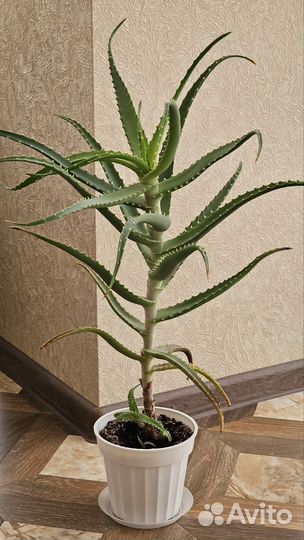 Алоэ столетник