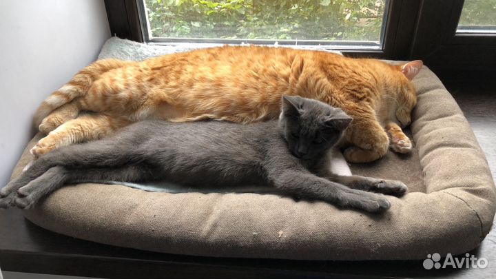 Котенок -девочка