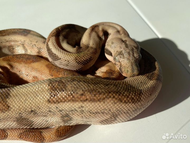 Императорский удав