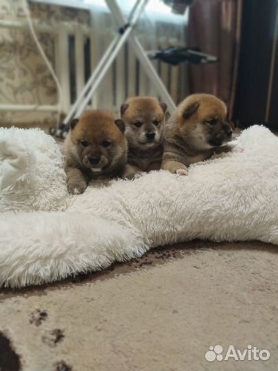 Сибки