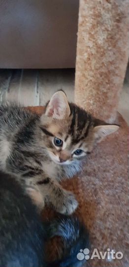 Кошки бесплатно