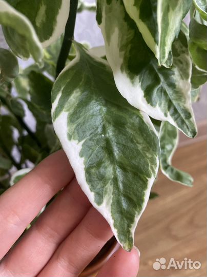 Педилантус