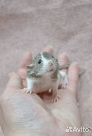 Крысята из питомника. Декоративная крыса