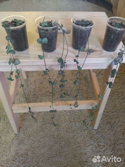 Церопегия; Сциндапсус; кактус Хатиора