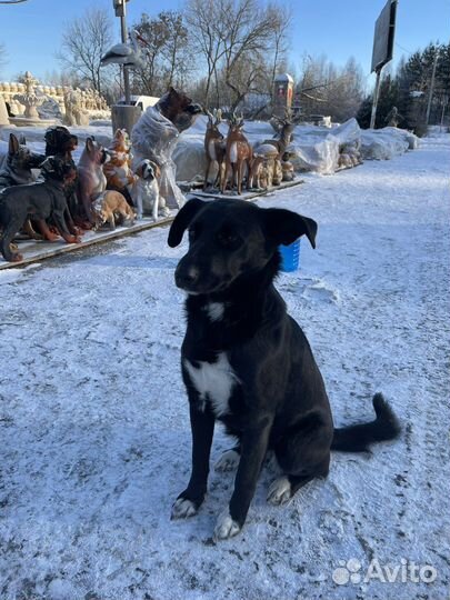 Собака в добрые руки