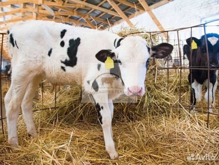 Бычки телята на откорм