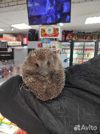 Еж от Сирбаши