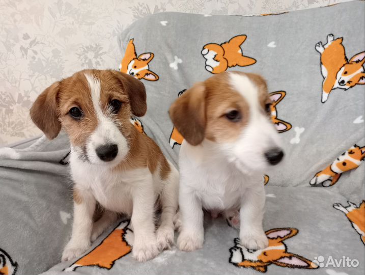 Щенок Джек Рассел мальчик Брокен