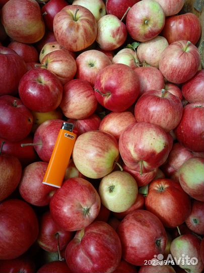 Яблоки оптом