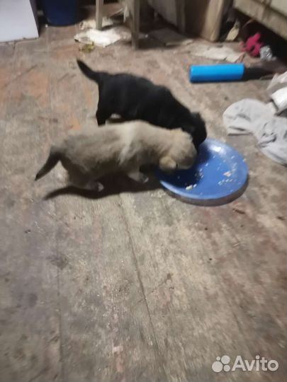 Отдам бесплатно