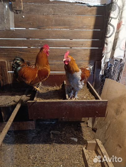 Молодые петухи