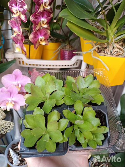 Хищные растения