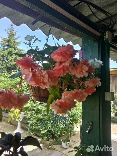 Бегония белликония