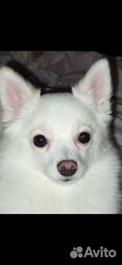 Вязка собак шпиц