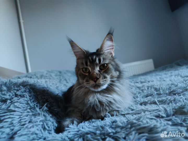 Шикарные котята мейн-кун с документами