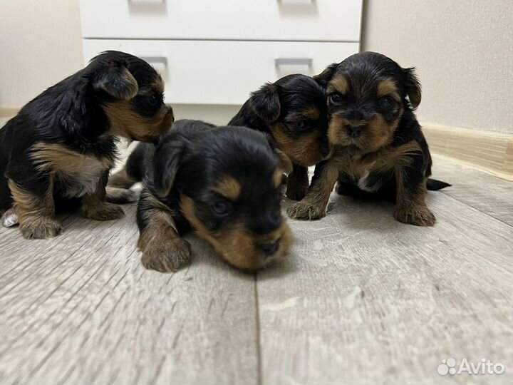 Йоркширский терьер щенки