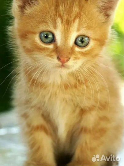 Котята рыжие бесплатно