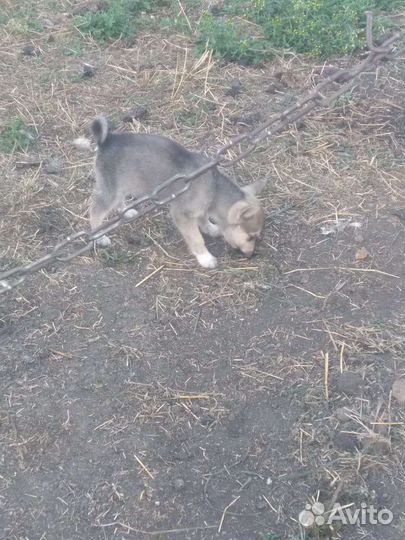 Щенки лайки