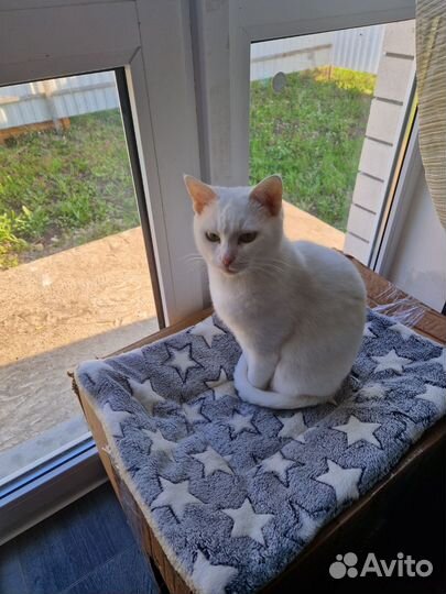Ангорская кошка