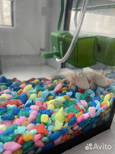 Аксолотль розовый