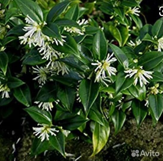 Саркококка малыши и взрослые кусты