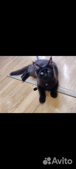 Мейн-кун девочка