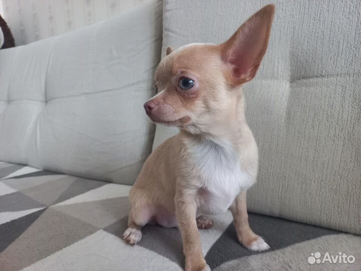 Чихуахуа щенок