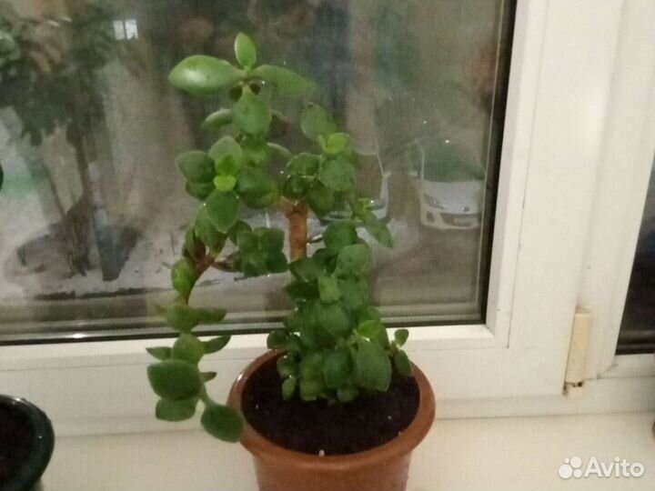 Денежное дерево.Толстянка. Японское счастье