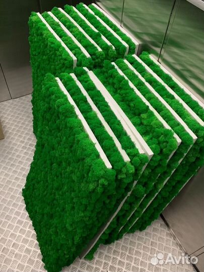 Стабилизированный мох, ягель, кочка, панно