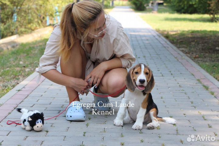 Щенок бигля. Мальчик