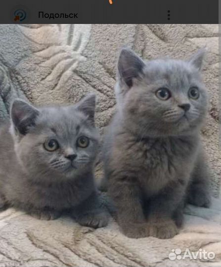 Британская