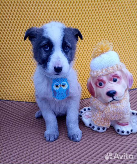 Обаятельные щенки в добрую семью