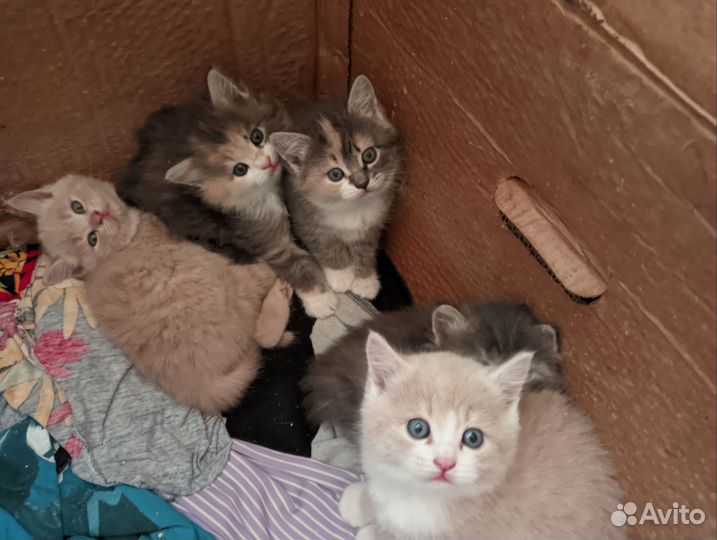 Отдам котят в добрые руки