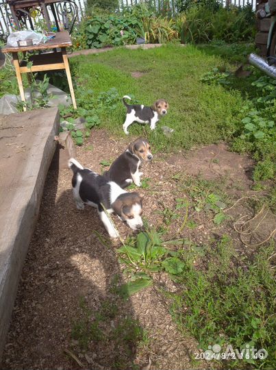 Щенки Русской Пегой гончей