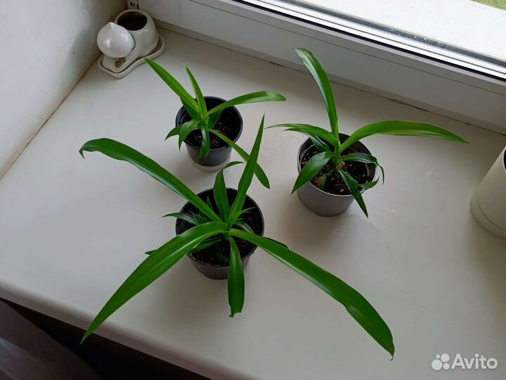 Хлорофитум, фикус Бенджамина, мята перечная